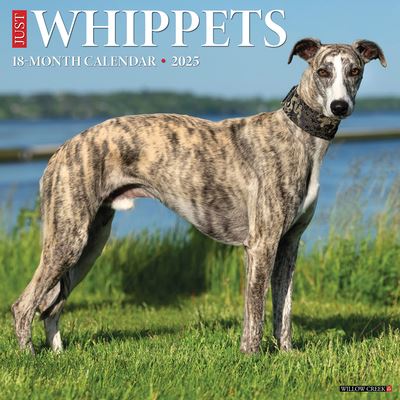 Just Whippets 2025 12 X 12 Wall Calendar - Willow Creek Press - Merchandise - Willow Creek Press Calendars - 9781549246869 - 10. September 2024