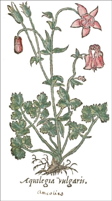 Cover for Michael Jakob · Seeds of Knowledge: Early Modern Illustrated Herbals (Hardcover Book) (2023)