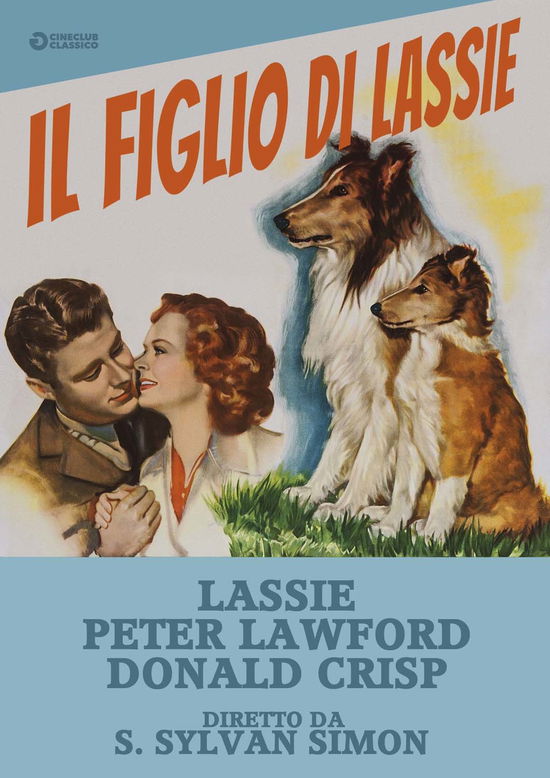 Cover for Figlio Di Lassie (Il) (DVD) (2017)