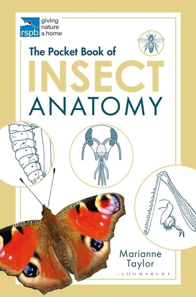 The Pocket Book of Insect Anatomy - RSPB - Marianne Taylor - Livros - Bloomsbury Publishing PLC - 9781472976871 - 28 de maio de 2020