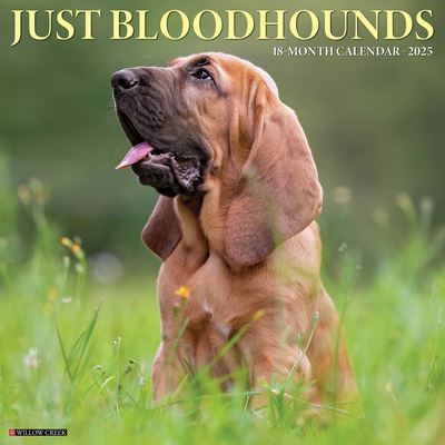 Cover for Willow Creek Press · Just Bloodhounds 2025 12 X 12 Wall Calendar (Calendar) (2024)