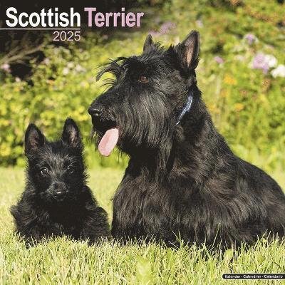 Scottish Terrier Calendar 2025 Square Dog Breed Wall Calendar - 16 Month (Calendar) (2024)