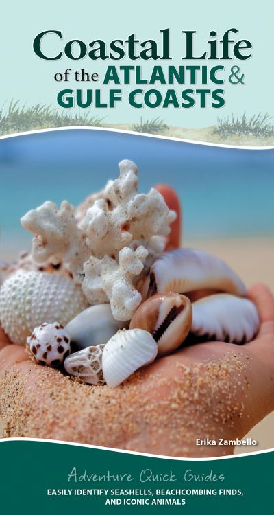 Coastal Life of the Atlantic and Gulf Coasts: Easily Identify Seashells, Beachcoming Finds, and Iconic Animals - Adventure Quick Guides - Erika Zambello - Books - Adventure Publications, Incorporated - 9781647551872 - February 3, 2022