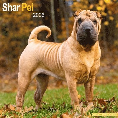 Cover for Shar Pei Calendar 2026  Square Dog Breed Wall Calendar - 16 Month (Calendar) (2025)