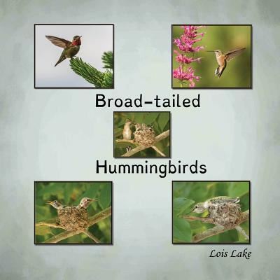 Cover for Lois Lake · Broad-tailed Hummingbirds (Paperback Book) (2018)