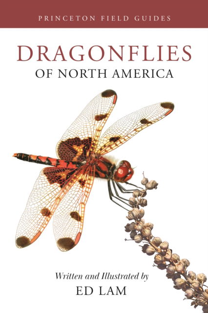 Ed Lam · Dragonflies of North America - Princeton Field Guides (Paperback Book) (2024)