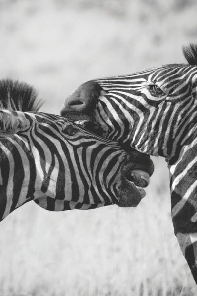 Cover for Terminkalender Ab Jahresmitte · Zebra Kalender (Paperback Book) (2019)