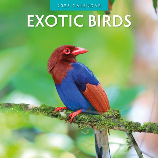 Cover for Red Robin · Exotic Birds 2025 Square Wall Calendar (Paperback Book) (2024)