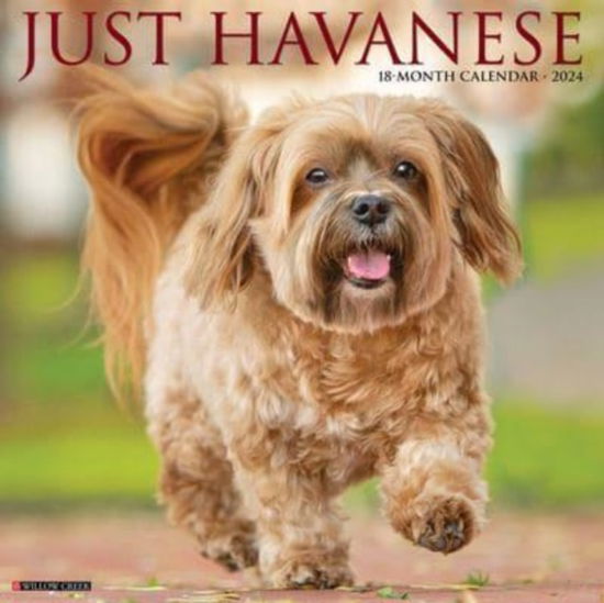 Cover for Willow Creek Press · Just Havanese 2024 12 X 12 Wall Calendar (Kalender) (2023)