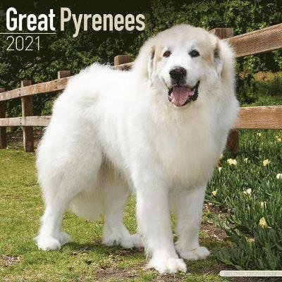 Cover for Great Pyrenees 2021 Wall Calendar (Kalender) (2020)