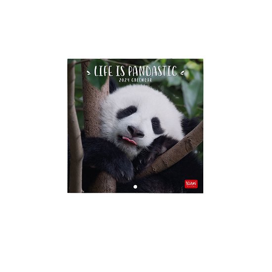 Cover for Legami · Wall Calendars - 2024 Wall Calendar - Life is Pandastic - 18x18 - Animals (Paperback Book) (2023)
