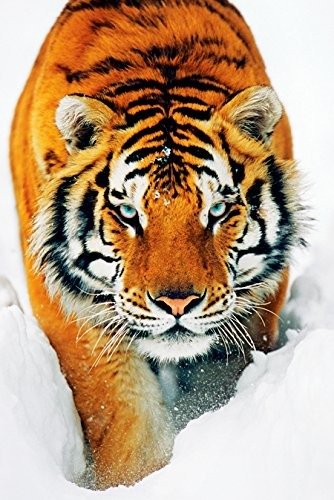 Tiger: Snow (Poster Maxi 61x91,5 Cm) - Tiger - Merchandise -  - 5028486111879 - 