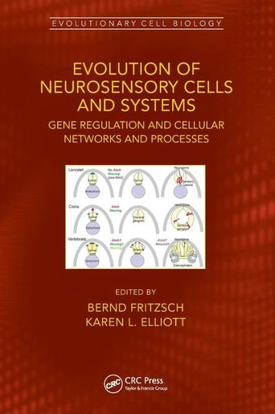 Evolution of Neurosensory Cells and Systems: Gene regulation and cellular networks and processes - Evolutionary Cell Biology -  - Bøger - Taylor & Francis Ltd - 9780367552879 - 27. maj 2024