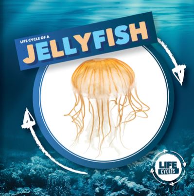 Cover for Kirsty Holmes · Life Cycle of a Jellyfish (Hardcover Book) (2021)