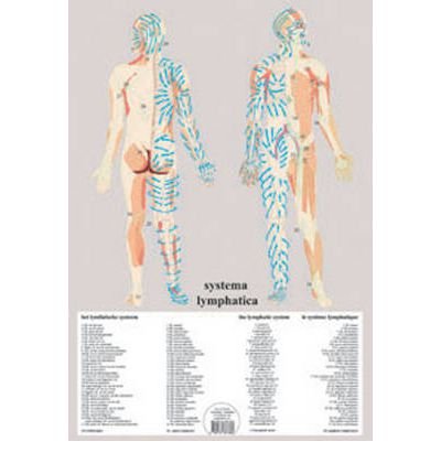 Cover for Jan van Baarle · Systema Lymphatica -- A2 (Plakat) (2011)
