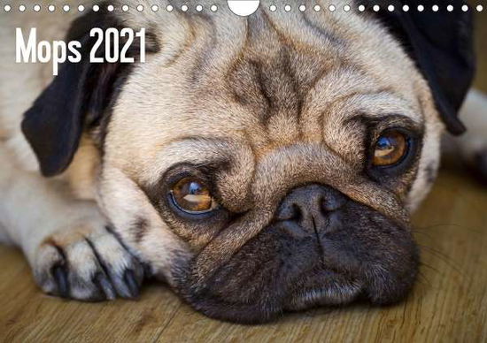 Mops 2021 (Wandkalender 2021 D - Zoellner - Books -  - 9783671497881 - 