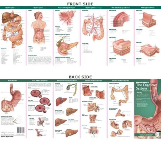 Cover for Acc · Anatomical Chart Company's Illustrated Pocket Anatomy: Anatomy &amp; Disorders of The Digestive System Study Guide - Anatomical Chart Company's Illustrated Pocket Anatomy (Landkarten) (2007)