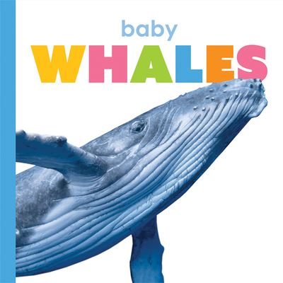 Cover for Kate Riggs · Baby Whales (Paperback Book) (2020)