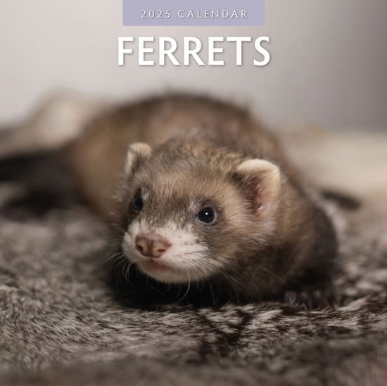 Cover for Red Robin · Ferrets 2025 Square Wall Calendar (Paperback Book) (2024)