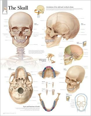 Cover for Scientific Publishing · Skull Paper Poster (Plakat) (2009)