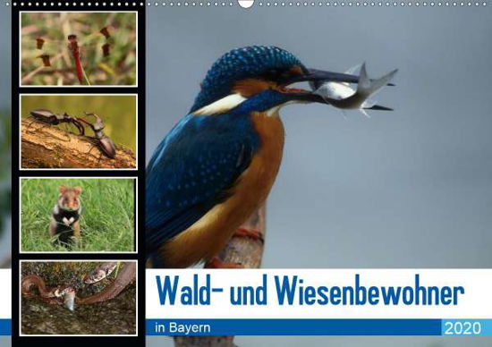 Cover for Erlwein · Wald- und Wiesenbewohner in Bay (Book)