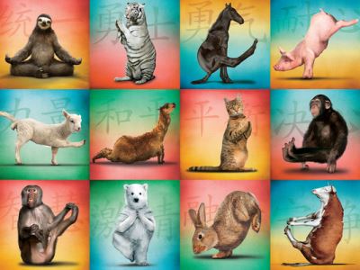 Cover for Willow Creek Press · Animal Yoga 500-Piece Puzzle (N/A) (2021)