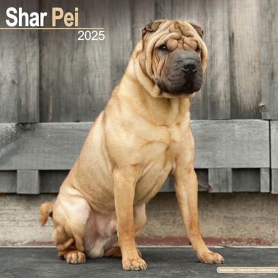 Cover for Shar Pei Calendar 2025 Square Dog Breed Wall Calendar - 16 Month (Calendar) (2024)