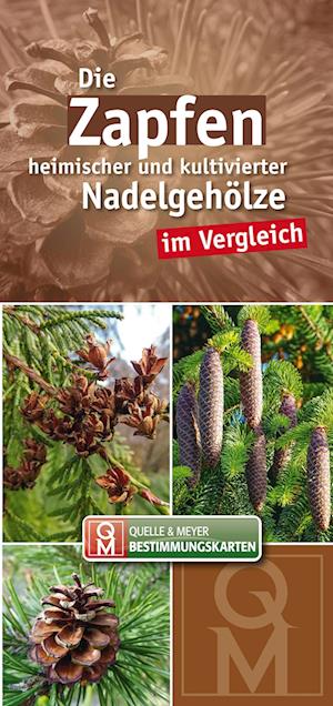 Die Zapfen heimischer und kultivierter Nadelgehölze im Vergleich - Quelle Meyer Verlag - Books - Quelle & Meyer - 9783494019888 - June 19, 2024