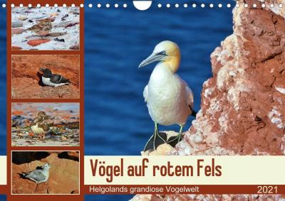 Vögel auf rotem Fels - Helgolan - Schaack - Książki -  - 9783672813888 - 