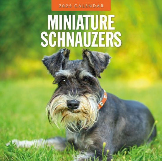 Red Robin · Miniature Schnauzer 2025 Square Wall Calendar (Paperback Book) (2024)