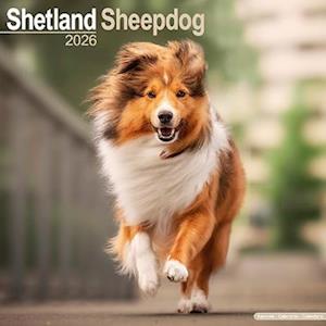 Cover for Shetland Sheepdog Calendar 2026  Square Dog Breed Wall Calendar - 16 Month (Calendar) (2025)