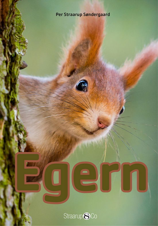 Cover for Per Straarup Søndergaard · Mini: Egern (Gebundenes Buch) [1. Ausgabe] (2017)