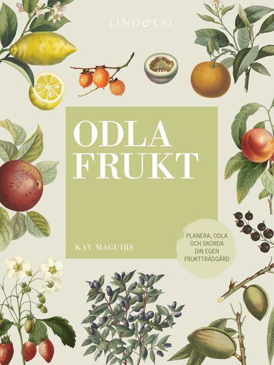 Cover for Kay Maguire · Odla frukt : planera, odla och skörda din egen fruktträdgård (Bound Book) (2020)