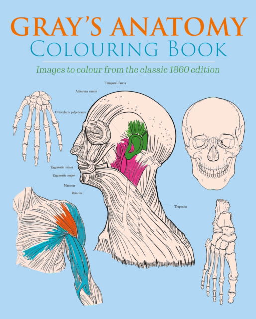 Gray's Anatomy Colouring Book: Images to Colour from the Classic 1860 Edition - Arcturus Creative Colouring - Henry Gray - Books - Arcturus Publishing Ltd - 9781398807891 - July 1, 2023