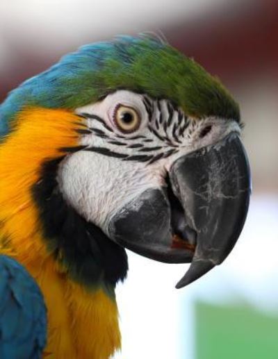 Cover for Wild Planet · Blue and Yellow Macaw Ara Ararauna Parrot Notebook (Paperback Book) (2019)