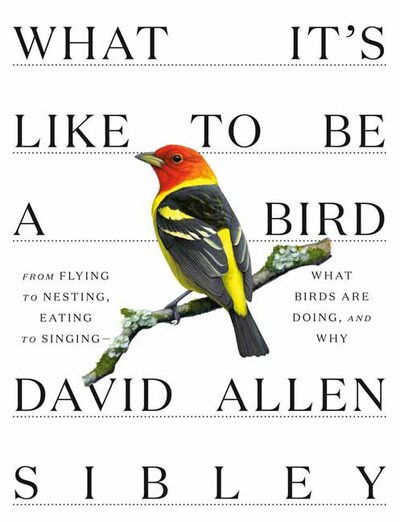 Cover for David Allen Sibley · What It's Like to be a Bird (Hardcover Book) (2020)