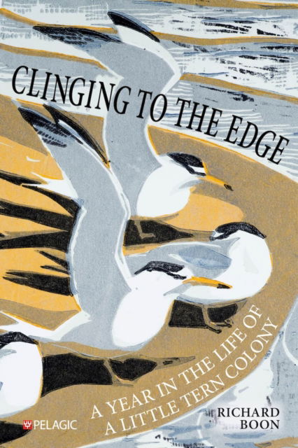 Richard Boon · Clinging to the Edge: A Year in the Life of a Little Tern Colony (Paperback Book) (2024)