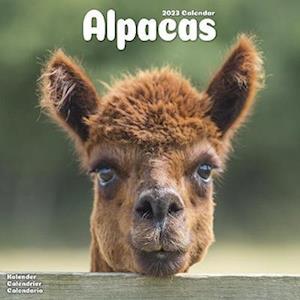 Cover for Kalender · Alpacas 2023 Wall Calendar (Calendar) (2022)