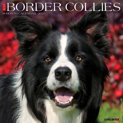 Cover for Willow Creek Press · Just Border Collies 2025 12 X 12 Wall Calendar (Kalender) (2024)