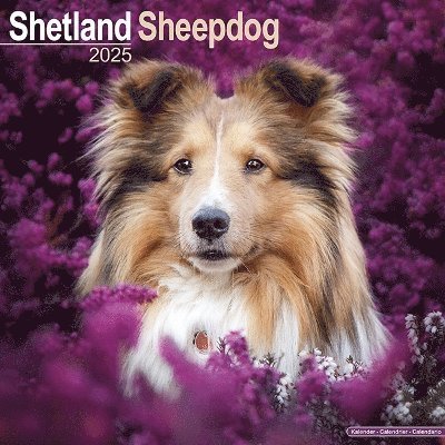Cover for Shetland Sheepdog Calendar 2025 Square Dog Breed Wall Calendar - 16 Month (Kalender) (2024)