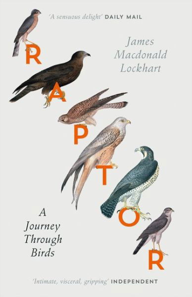 Cover for James Macdonald Lockhart · Raptor: A Journey Through Birds (Paperback Book) (2017)