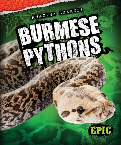 Cover for Emily Rose Oachs · Burmese Pythons (Amazing Snakes!) (Hardcover Book) (2014)