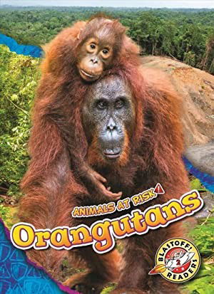 Cover for Rachel Grack · Orangutans (Hardcover Book) (2022)