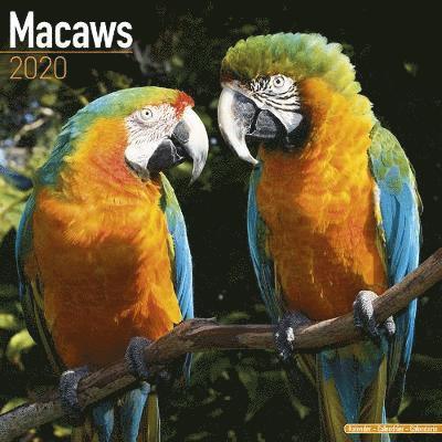 Cover for Avonside Publishing Ltd · Kal. Macaws - Ara-Papageien - Aras 2020 (Book) (2019)