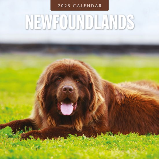 Cover for Red Robin · Newfoundlands 2025 Square Wall Calendar (Paperback Book) (2024)