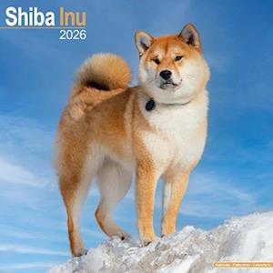 Cover for Shiba Inu Calendar 2026  Square Dog Breed Wall Calendar - 16 Month (Calendar) (2025)