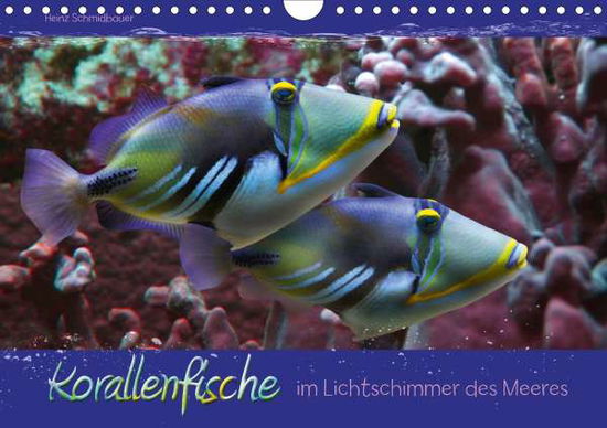 Korallenfische im Lichtschi - Schmidbauer - Książki -  - 9783671800896 - 