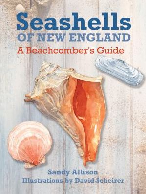 Cover for Sandy Allison · Seashells of New England: A Beachcomber's Guide (Paperback Book) (2017)