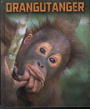 Cover for Buffy Silverman · Vilde dyr: Primater: Orangutanger (Bound Book) [1. wydanie] [Indbundet] (2013)