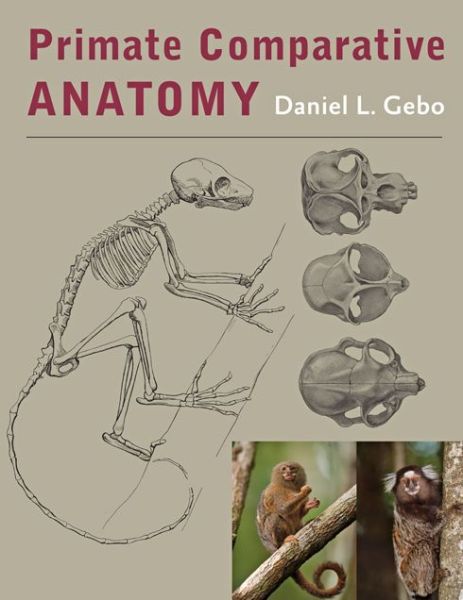 Cover for Gebo, Daniel L. (Professor, Northern Illinois University) · Primate Comparative Anatomy (Hardcover Book) (2014)